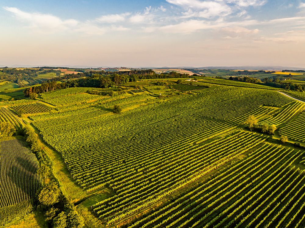 Header Weingut Familie Schuster