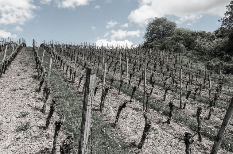 Winzerhof Stahl Bild 2