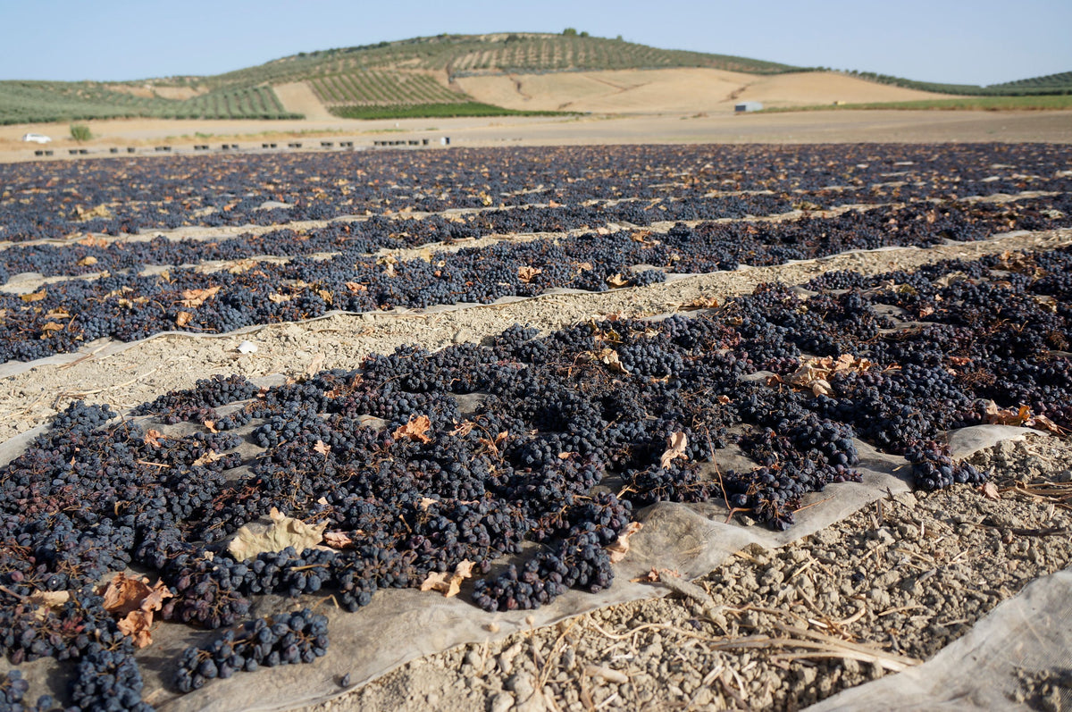 Bodegas Toro Albalá Bild 2