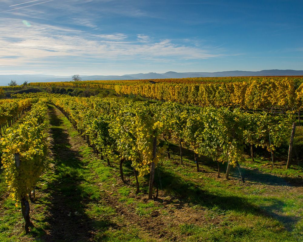 Weingut Türk Bild 2