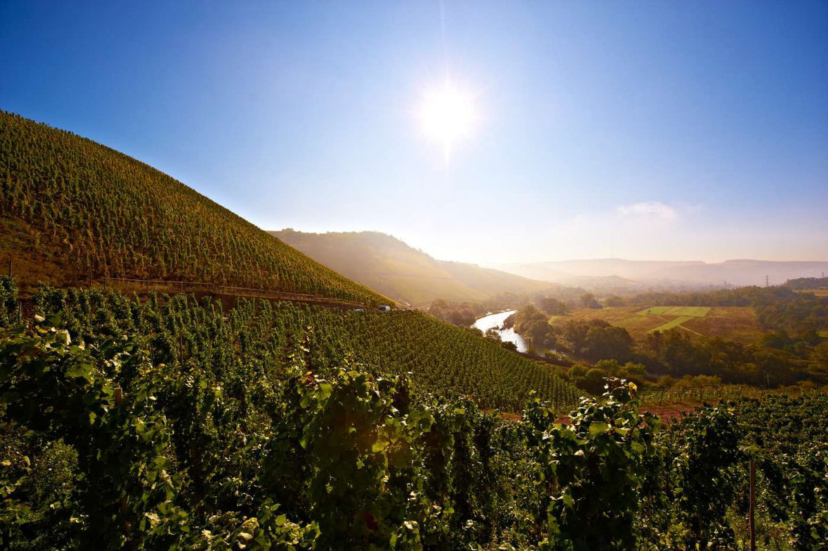 Header Weingut Van Volxem