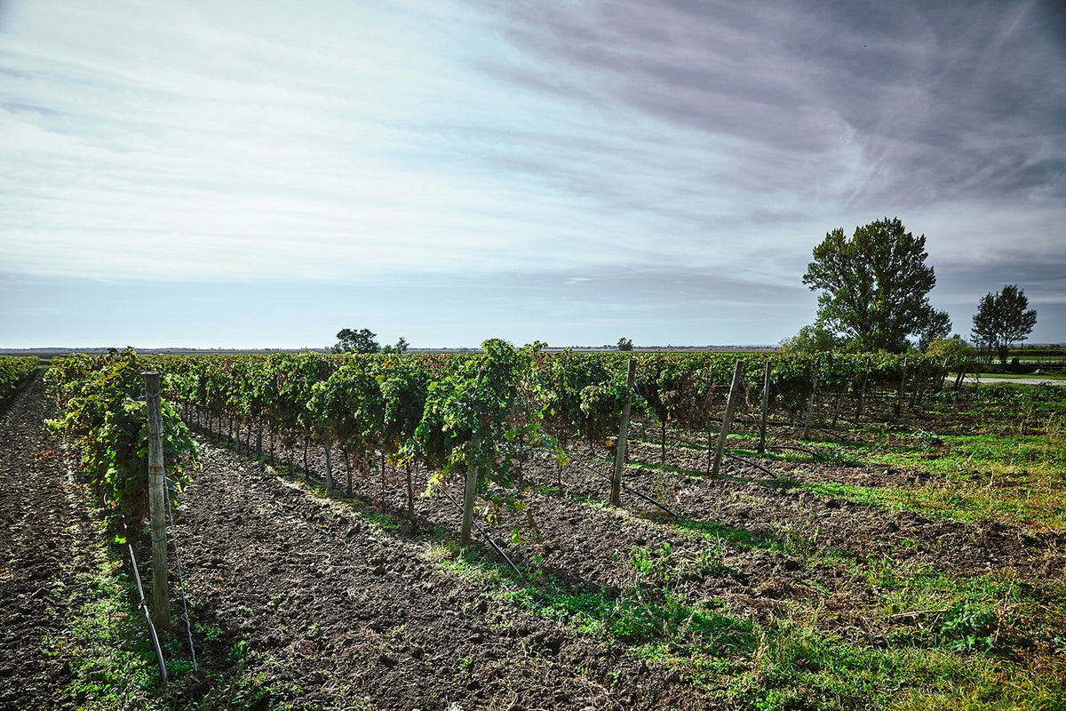 Header Weingut Heinz Velich