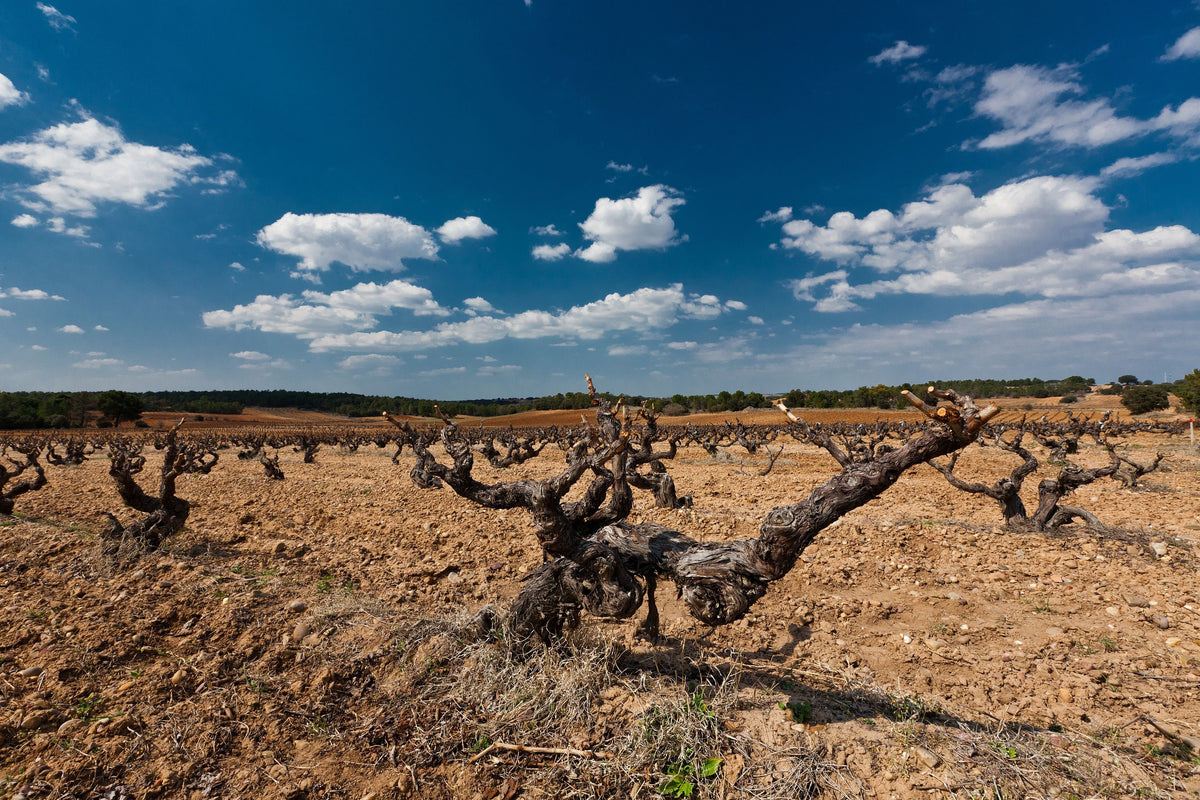 Bodegas Valduero Bild 2
