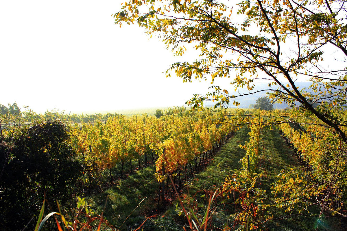 Weingut Weszeli Bild 3