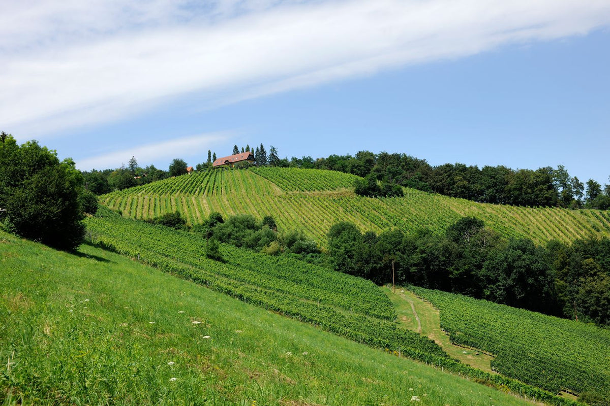 Header Weingut Warga-Hack