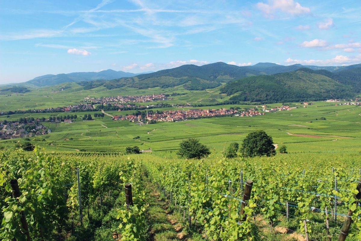 Header Domaine Weinbach