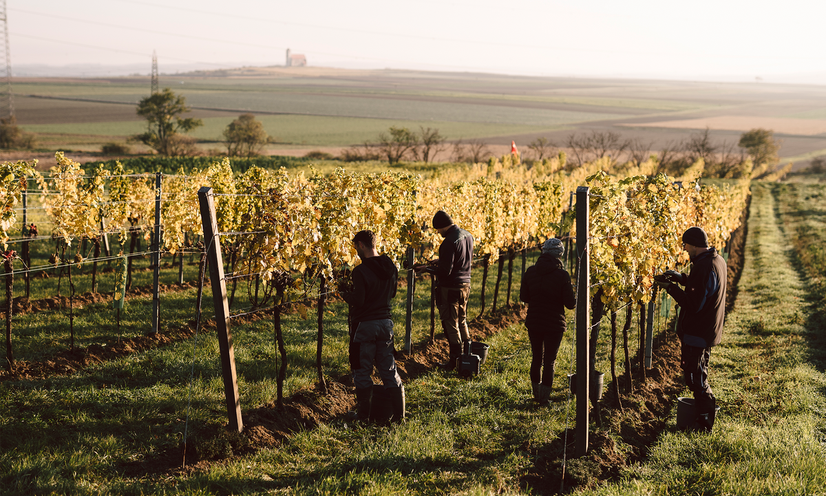 Header Weingut Dr. Wunderer