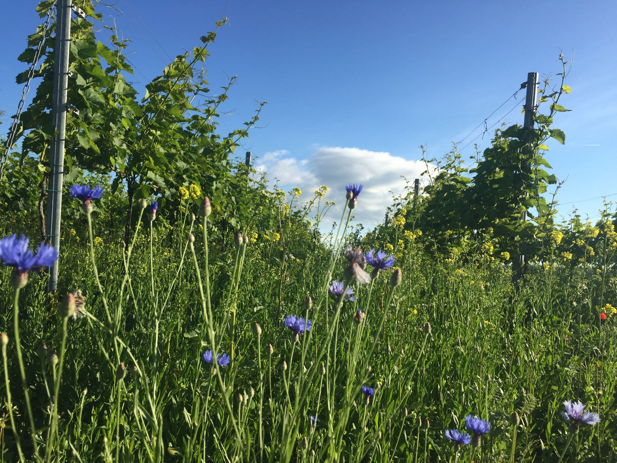 Header Weingut Johannes Zillinger